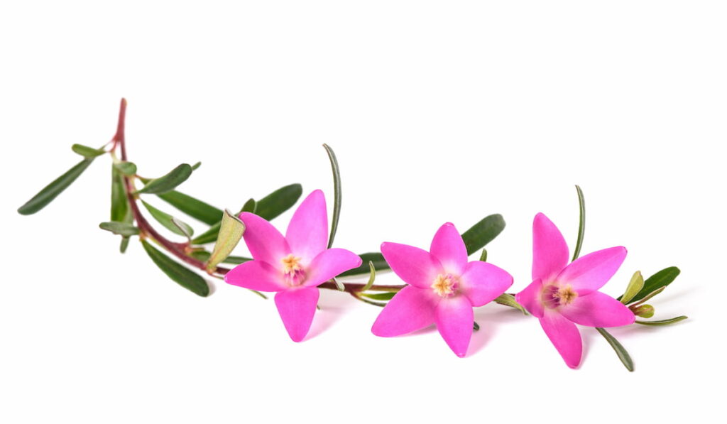 Wax-flower (Crowea exalata)