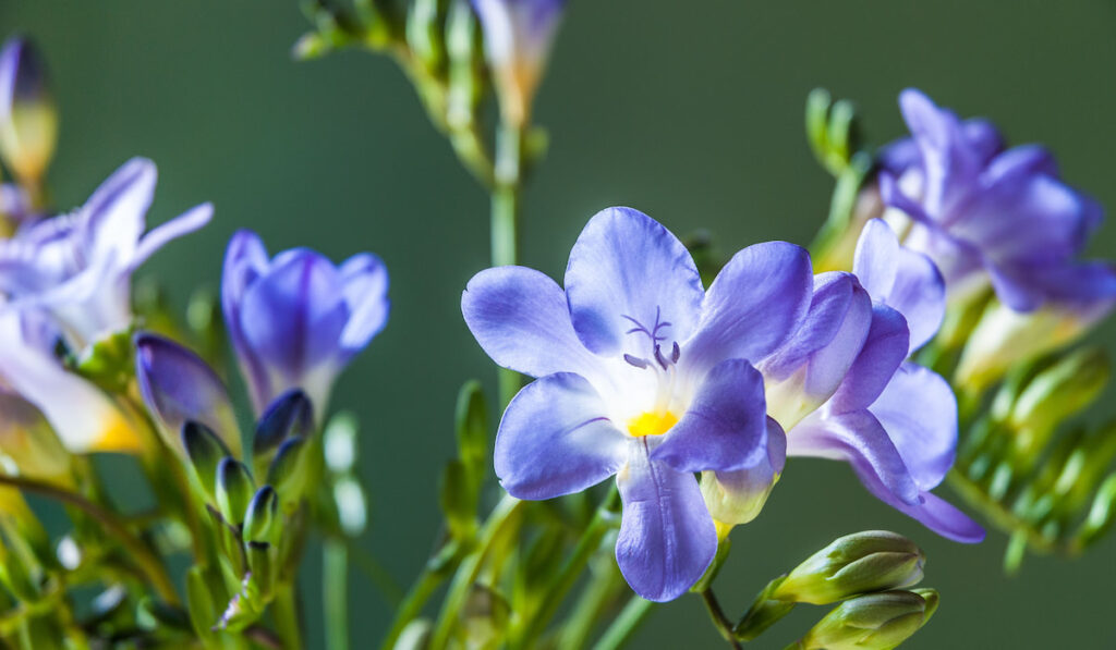 blue freesia flowers isolated against a green background
