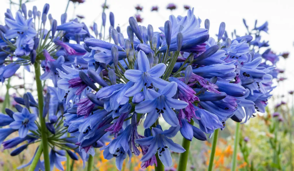 blue flowers of African Lily, Agapanthus in the garden