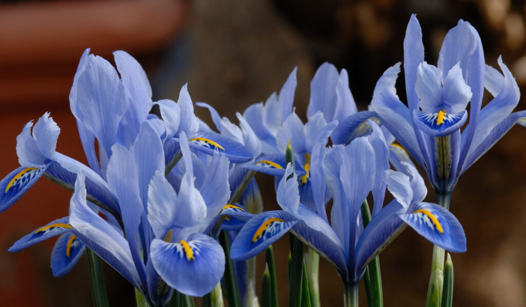 Iris reticulata 'Alida' is a bulbous iris with blue flowers