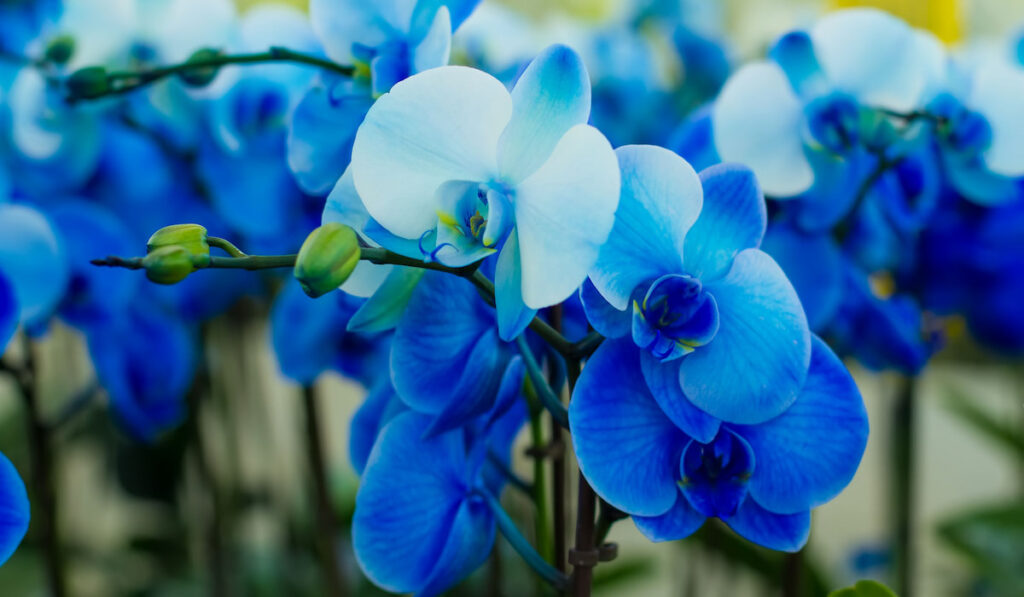 row of beautiful blue orchids